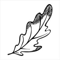 foglia di quercia disegnata a mano di vettore. illustrazione autunnale. clipart botaniche dettagliate vettore