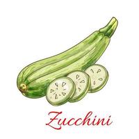 zucchine schiacciare verdura vettore isolato schizzo