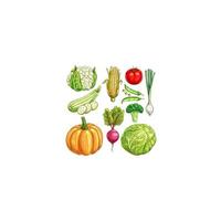 azienda agricola verdure vettore schizzo isolato icone impostato