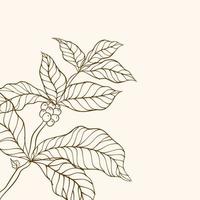 caffè fagioli e le foglie. caffè pianta. mano disegnato caffè ramo. caffè albero vettore. ramo con le foglie. vettore illustrazione di caffè ramo. ramo di un' pianta. caffè pianta ramo con foglia.