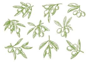 ramo di fesh olive vettore schizzo icone impostato