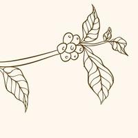caffè pianta ramo con foglia. mano disegnato caffè ramo. caffè fagioli e le foglie. albero illustrazione. caffè pianta. caffè albero vettore. vettore illustrazione di caffè ramo. ramo con le foglie.