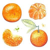 impostato di mandarini, acquerello vettore