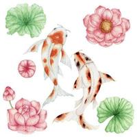 pesce koi dell'acquerello e fiore di loto rosa vettore