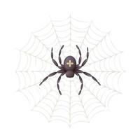 ragno nel il ragnatela con un' attraversare su suo Indietro, superiore Visualizza, cartone animato vettore illustrazione