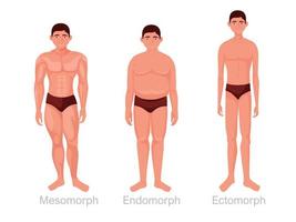 umano corpo tipi. mesomorfo atletico corpo e pieno endomorfo con sottocutaneo Grasso magro tonica figura con magro lungo vettore arti