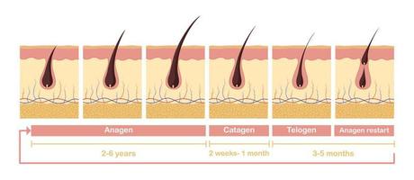 capelli crescita ciclo illustrazione. anatomico diagramma di sviluppo capelli follicoli a partire dal anagen telagen. vettore