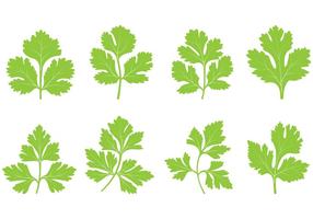 Set of Cilantro Leaf Vector