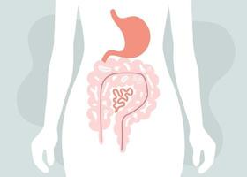 umano microbiome illustrazione con intestini e batteri vettore immagine. gastroenterologo. bifidobatteri, lattobacilli. lattico acido batteri.