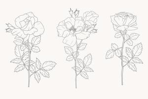doodle line art rosa bouquet di fiori collezione di elementi vettore