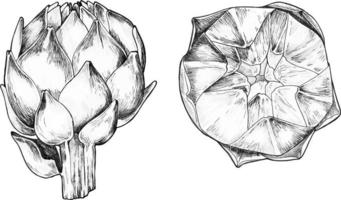 carciofo. set disegnato a mano di carciofo. prodotti biologici freschi. illustrazione vettoriale con schizzo vegetale. bianco e nero.