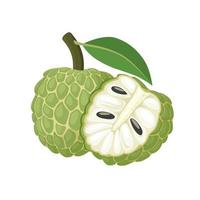 vettore illustrazione, zucchero Mela o crema pasticciera Mela con verde foglie, isolato su bianca sfondo, esotico tropicale tailandese annona o cherimoya frutta.