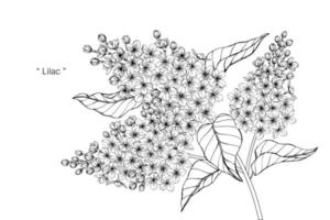fiori e foglie lilla botanici disegnati a mano