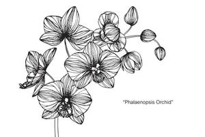 fiore e foglia botanici disegnati a mano dell'orchidea vettore