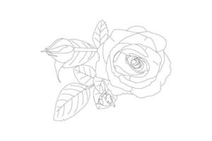 vettore illustrazione, kdp colorazione pagina, vettore schema fiori. linea arte colorazione pagina con Rose e le foglie
