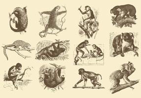 Illustrazioni d'epoca di animali vettore