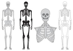 Scheletro e ossa insieme vettoriale