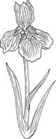 nero e bianca iris fiore su bianca sfondo. vettore Immagine.