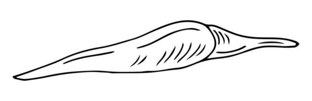 icona di doodle di contorni disegnati a mano di peperoncino. illustrazione dello schizzo vettoriale di peperoncino per stampa, web, mobile e infografica isolati su sfondo bianco.