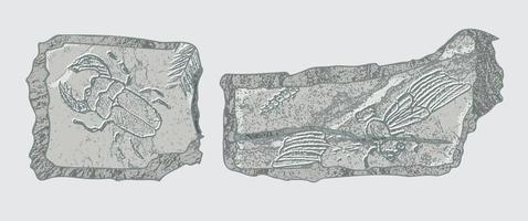 pietra con impronte di scheletri di preistorico animali, insetti e impianti. grigio archeologia, crepa rocce frammenti , detriti massi. impostato di realistico mano disegnato arte. vettore illustrazione