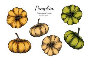 collezione di zucca disegnata a mano vettore