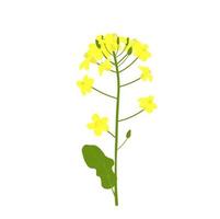 colza vettore azione illustrazione. giallo fiore di campo cultura. isolato su un' bianca sfondo. primavera. medicinale pianta, biocarburante.