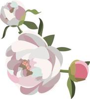 peonia floreale composizione, tre bianca e rosa fiori con verde. vettore