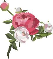 peonia floreale composizione, cinque bianca e rosa fiori con verde. vettore