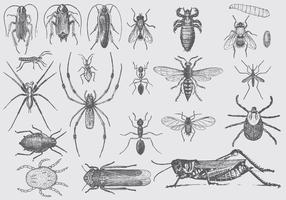 Disegni d'epoca dei parassiti vettore