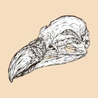 grifone avvoltoio cranio testa vettore illustrazione