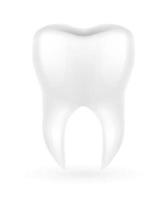 umano radice dente modello vettore illustrazione isolato su bianca sfondo