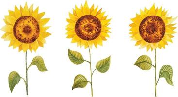 acquerello girasoli mazzo vettore