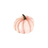 acquerello mano disegnato rosa zucca illustrazione vettore