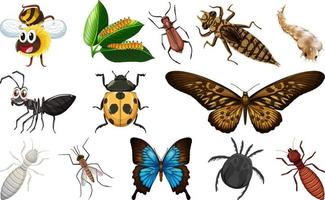 diverso tipi di insetti collezione vettore