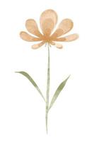 acquerello di moda fiore. vettore illustrazione per ragnatela, App e Stampa. elegante femminile forma floristica isolato crisantemo fiore. giardino, botanico, minimalista floreale elemento.