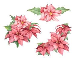 impostato di rosso Natale poinsettia fiori. acquerello illustrazione. vettore