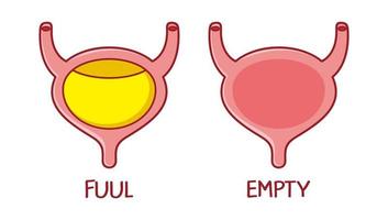 pieno e vuoto umano Vescica urinaria organo carattere. vettore piatto linea illustrazione icona