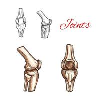 vettore schizzo icona di umano ginocchio o gomito articolazioni