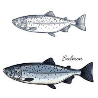 salmone pesce vettore isolato schizzo icona