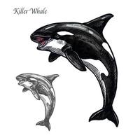 uccisore balena o orca mare animale isolato schizzo vettore