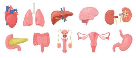 interno umano organi impostato vettore