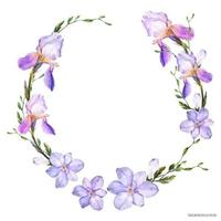 ghirlanda decorativa ad acquerello con fiori di iris e fresia vettore