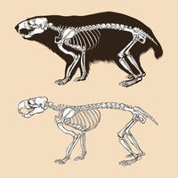 illustrazione vettoriale di scheletro marmotta alpina
