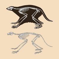 scheletro colugo illustrazione vettoriale
