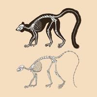 illustrazione vettoriale di lemure dalla coda ad anello scheletro