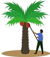lavoratore su Noce di cocco palma azienda agricola per olio mulini vettore grafico illustrazione, kalimantan agricoltori raccogliere palma olio