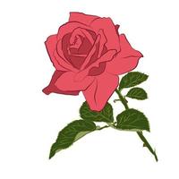 bellissimo ramo di rosa rosa, isolato su bianca sfondo. botanico fiore silhouette. piatto stilizzazione Vintage ▾ colore vettore