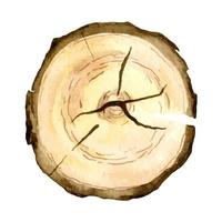 acquerello attraversare sezione di Di legno. mano dipinto illustrazione di quercia tronco struttura per icona o pulsante vettore
