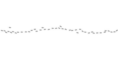 formiche in marcia nel sentiero. nero formiche sentiero isolato nel bianca sfondo. vettore illustrazione