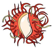 pelato rambutan isolato tropicale frutta. vettore rambutan tailandese frutta.